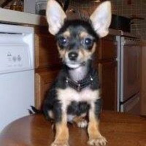 Meet your Posher, Leezer